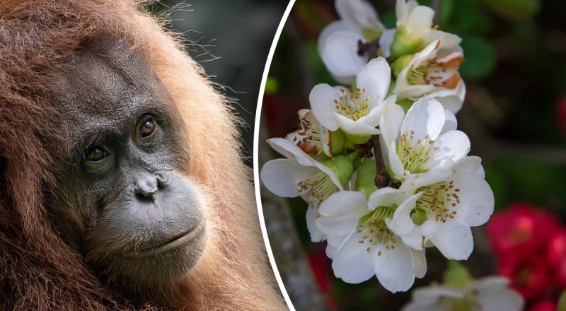 Китайский гороскоп на сегодня 24 ноября: Драконам - уныние, Обезьянам - гнев