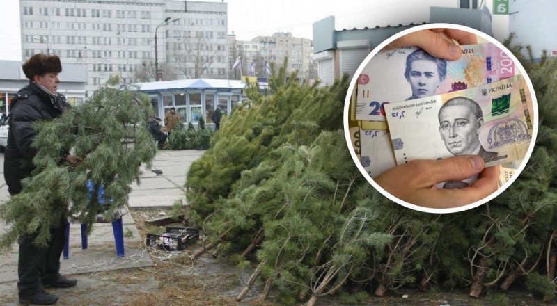 Живые елки готовят на продажу: сколько будут стоить новогодние деревья в Украине