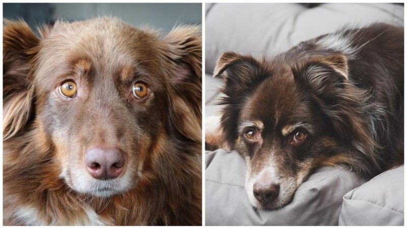 Жінка дізналася про неймовірні здібності своєї вівчарки: що навчився робити пес