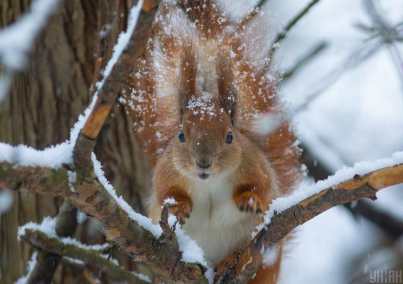 Температура упадет до -5 градусов: какой будет погода в первые дни декабря