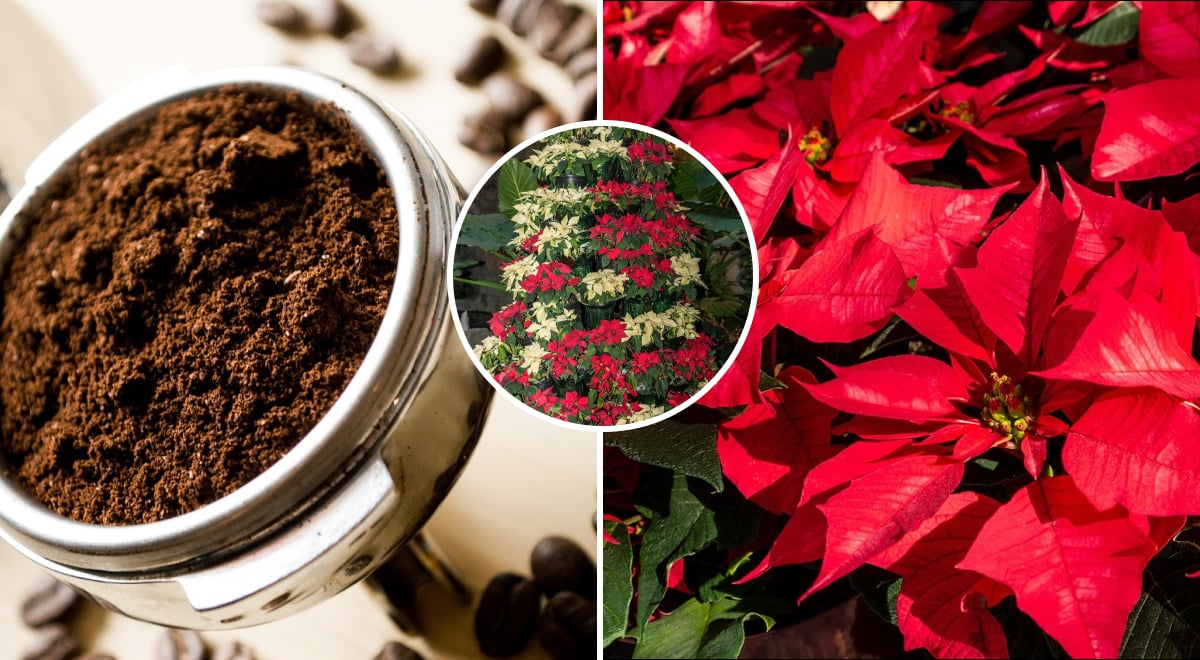 Пуансеттия, кофе Пуансеттия, кофе