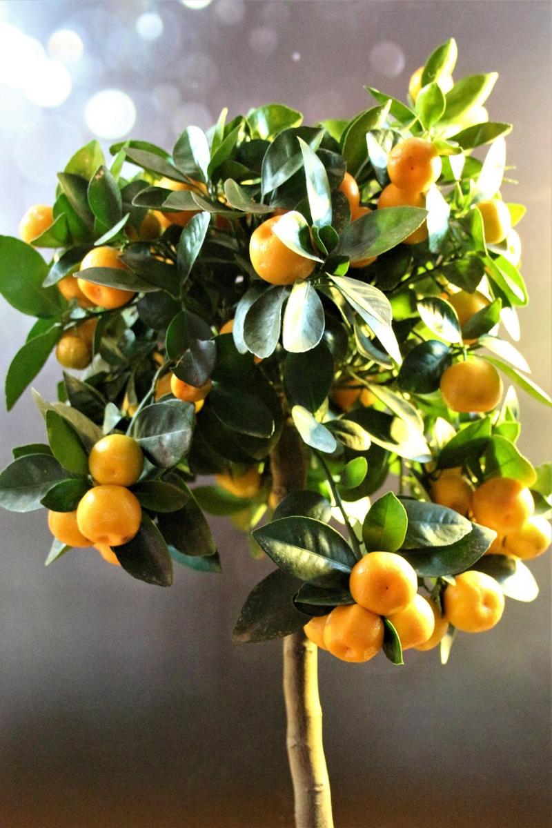 Каламондин