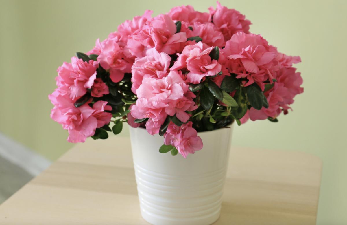 Азалия флористическая