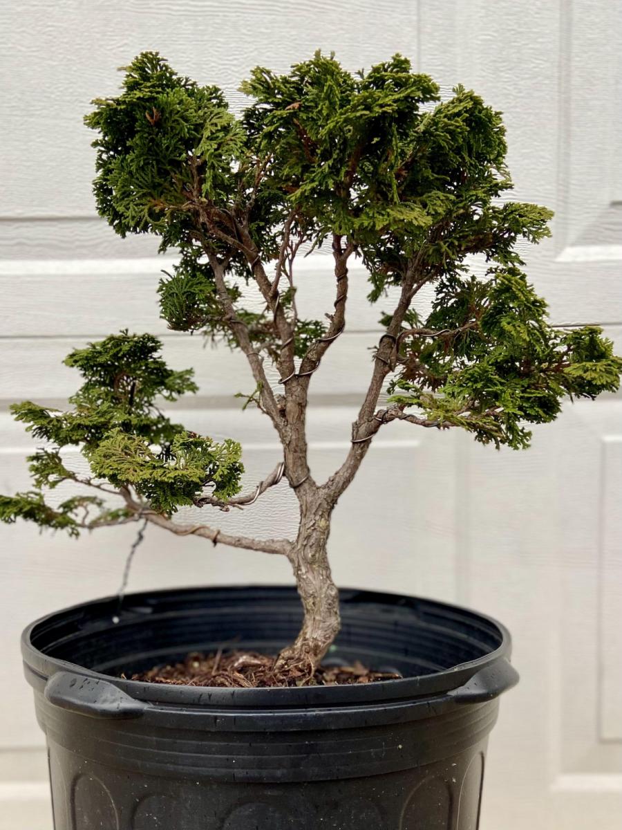 Кипарис хиноки