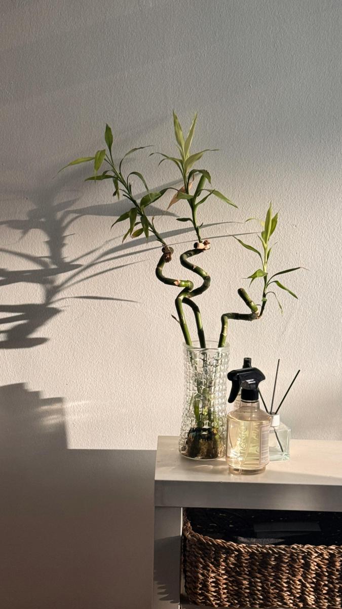 Кімнатний бамбук