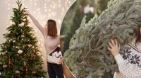 Жива ялинка стоятиме довго та не обсиплеться: як продовжити життя новорічного дерева