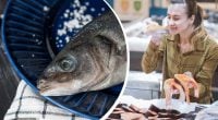 Як вибрати свіжу рибу в магазині: ознаки, які помічають лише продавці