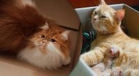 Чому коти насправді люблять картонні коробки: відповідь здивує багатьох