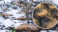 Цю помилку робить більшість: коли зимова мульча може зіпсувати сад