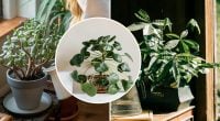 Залучають щастя та добробут: 5 кімнатних рослин, які принесуть удачу в Новому році