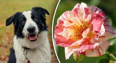 Китайський гороскоп на завтра Китайський гороскоп на завтра