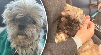 Жінка клонувала покійного собаку за $50 тисяч, але незабаром пошкодувала