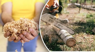 Може згубити ґрунт: тирсу яких дерев не можна використовувати для мульчі