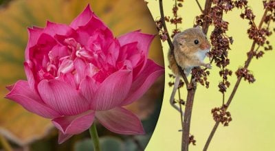 Китайський гороскоп на завтра 3 грудня: Щурам - злість, Собакам - лінь