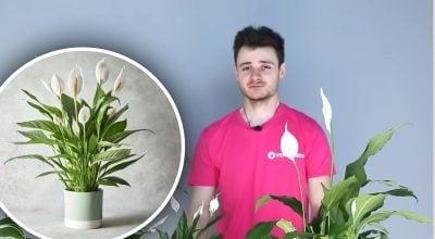 Спатифилум