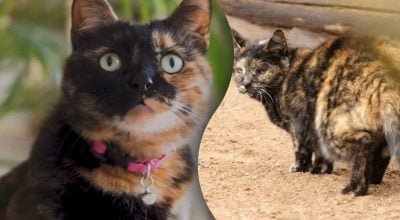 Черепахові коти приховують одразу три секрети - про що варто знати господарям Черепахові коти приховують одразу три секрети - про що варто знати господарям