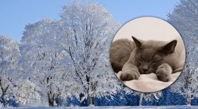 Домашні синоптики: як коти передбачають погоду