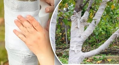 Ефективніший за побілку: простий спосіб уберегти дерева від морозу і гризунів