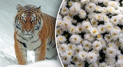 Китайский гороскоп на завтра 5 декабря: Тиграм - обман, Свиньям - испытания