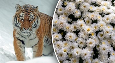 Китайский гороскоп на завтра