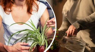 Хлорофітум буде пишним: секрет поливу, який дійсно працює