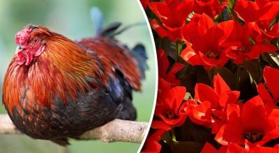 Китайський гороскоп на завтра