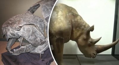 Появились раньше, чем динозавры: какие доисторические животные жили в Украине