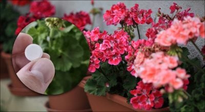 Как заставить герань цвести зимой: поможет одна дешевая таблетка из аптечки