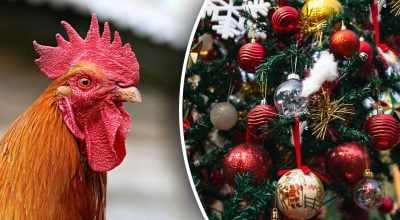 Китайський гороскоп на завтра 8 грудня: неприємності для Коней, розчарування для Півнів