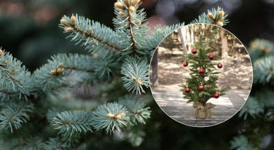 Українців можуть штрафувати за живі ялинки на новорічні свята - у чому причина