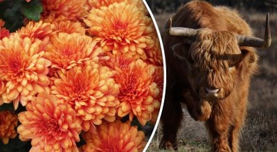 Китайський гороскоп на завтра Китайський гороскоп на завтра