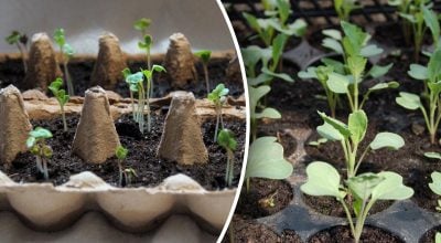 Що посіяти в січні на розсаду