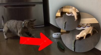 Не смішно, а небезпечно: чому огірки викликають паніку у котів і чим це загрожує