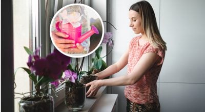 Орхидея Орхидея