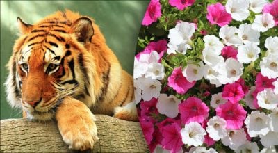 Китайський гороскоп на завтра 10 грудня: Тиграм - обман, Зміям - біль