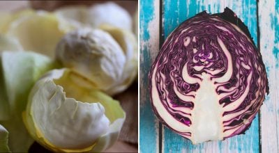 Капуста Капуста