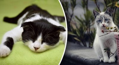 Як коти попереджають про біду Як коти попереджають про біду