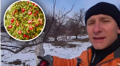 Омоложение старых плодовых деревьев: три простых шага, которые вернут урожайность Омоложение старых плодовых деревьев: три простых шага, которые вернут урожайность