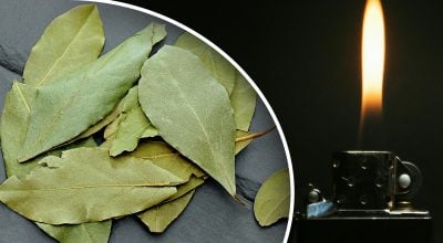 лавровый лист, зажигалка лавровый лист, зажигалка