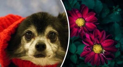 Китайський гороскоп на завтра 11 грудня: Собакам - виснаження, Бикам - помилки