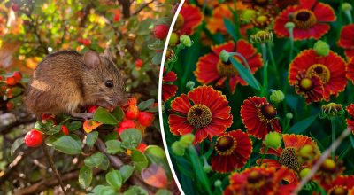 Китайский гороскоп на завтра Китайский гороскоп на завтра