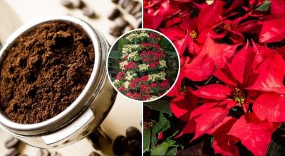 Пуансетія, кава Пуансетія, кава