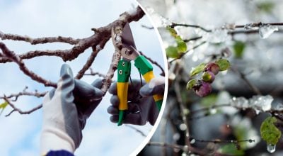 Сад потребує догляду навіть взимку: які 8 рослин слід завжди обрізати у грудні