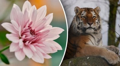 Китайський гороскоп на завтра 13 грудня: Тиграм - сварки, Собакам - занепокоєння