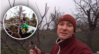 Грудень час для "хірургії" саду: чому зимова обрізка ефективніша за весняну