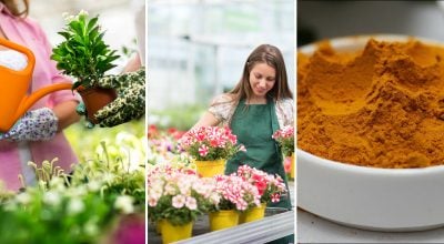 Куркума, комнатные цветы Куркума, комнатные цветы