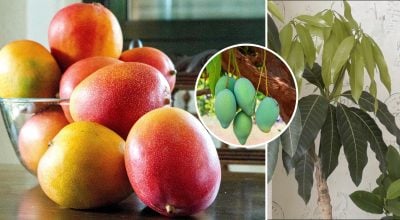 Как вырастить дома манго с роскошной листвой: полив, подкормки, борьба с болезнями