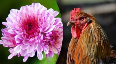 Китайський гороскоп на завтра Китайський гороскоп на завтра