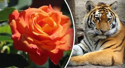 Китайський гороскоп на завтра 15 грудня: Тиграм - суперечки, Коням - драма