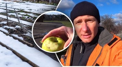 Сад "проснется" раньше соседского: секрет зимней подкормки от садовода